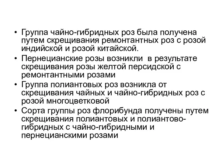 Группа чайно-гибридных роз была получена путем скрещивания ремонтантных роз с розой