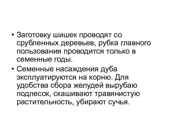 Заготовку шишек проводят со срубленных деревьев, рубка главного пользования проводится только