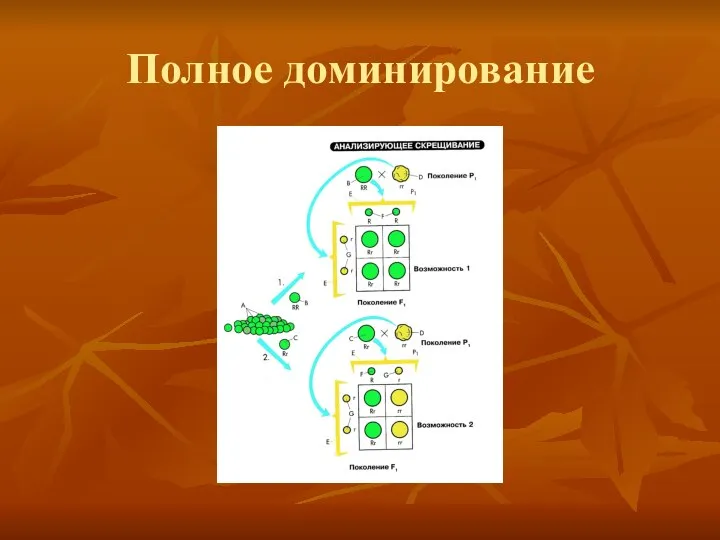 Полное доминирование