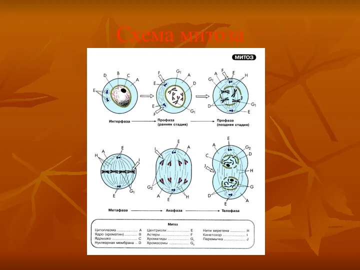 Схема митоза