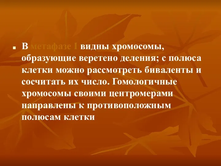 В метафазе I видны хромосомы, образующие веретено деления; с полюса клетки