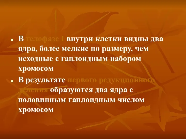 В телофазе I внутри клетки видны два ядра, более мелкие по