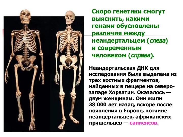 Скоро генетики смогут выяснить, какими генами обусловлены различия между неандертальцем (слева)