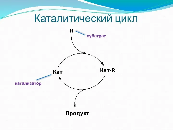 Каталитический цикл катализатор субстрат