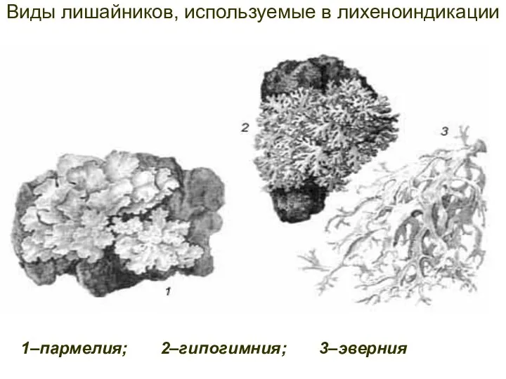 Виды лишайников, используемые в лихеноиндикации 1–пармелия; 2–гипогимния; 3–эверния