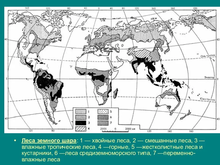 Леса земного шара: 1 — хвойные леса, 2 — смешанные леса,