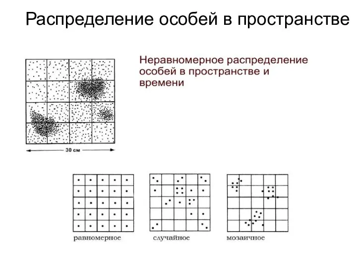 Распределение особей в пространстве