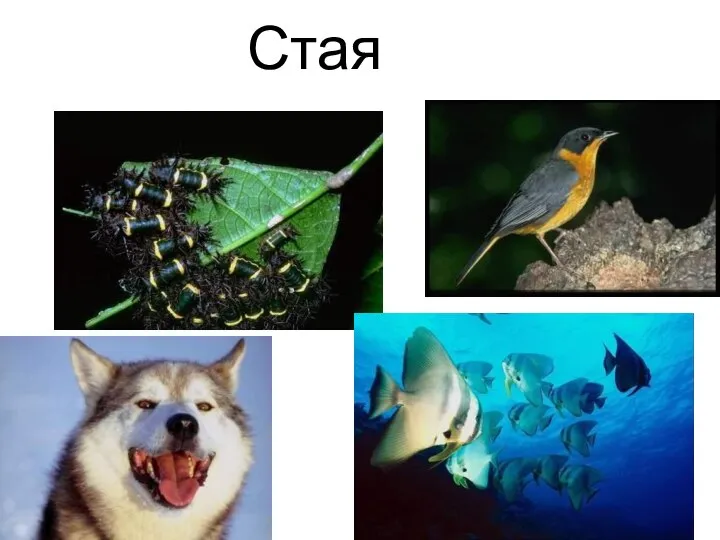 Стая