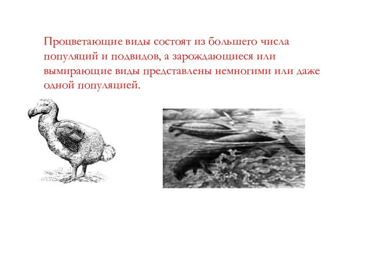 Процветающие виды состоят из большего числа популяций и подвидов, а зарождающиеся