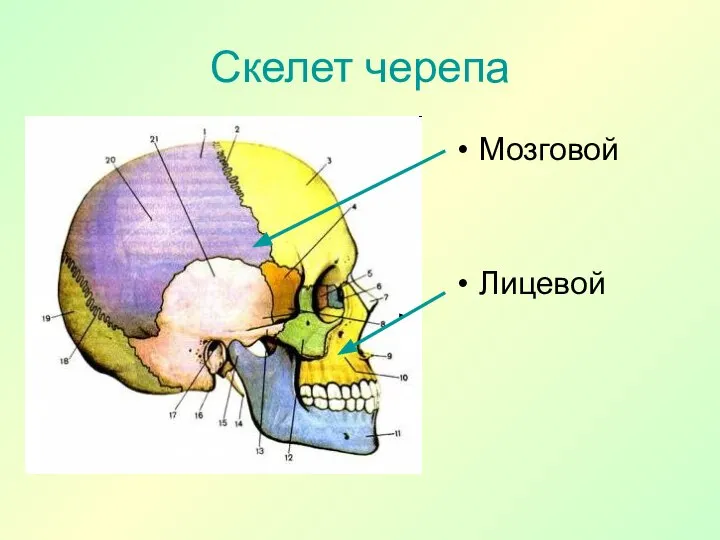 Скелет черепа Мозговой Лицевой