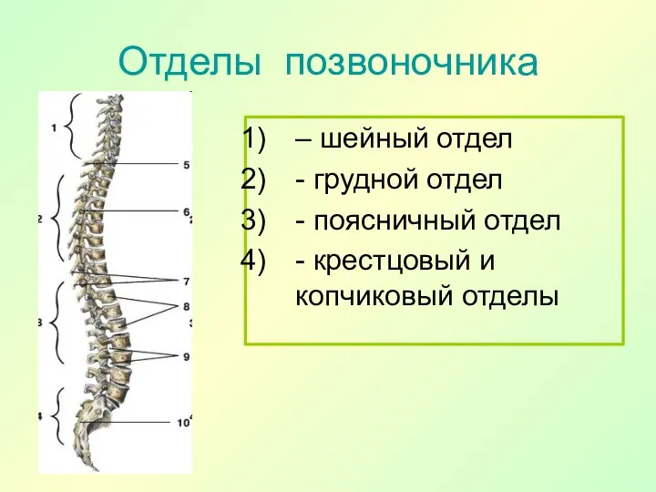 Отделы позвоночника – шейный отдел - грудной отдел - поясничный отдел - крестцовый и копчиковый отделы