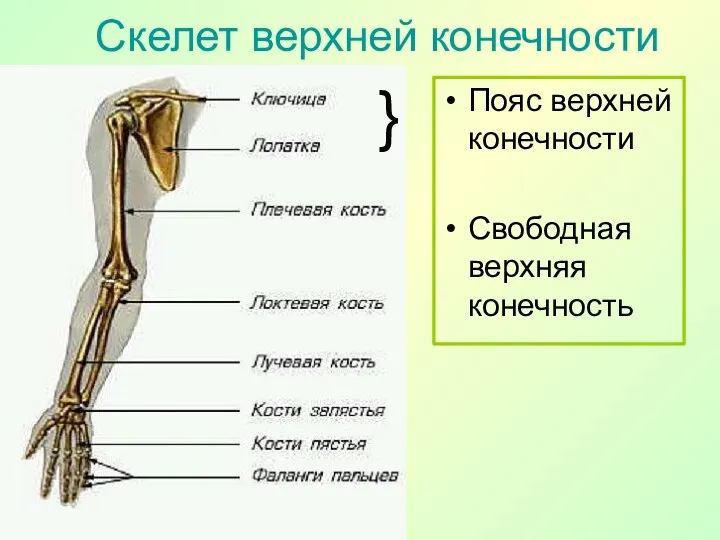 Пояс верхней конечности Свободная верхняя конечность Скелет верхней конечности }