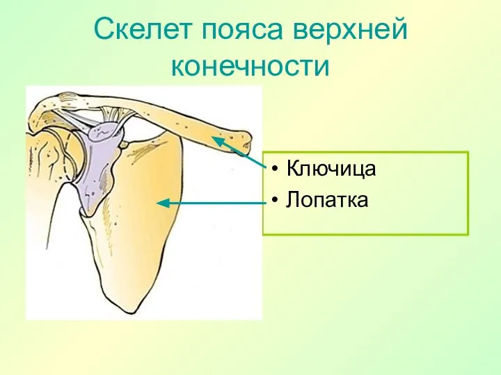 Скелет пояса верхней конечности Ключица Лопатка