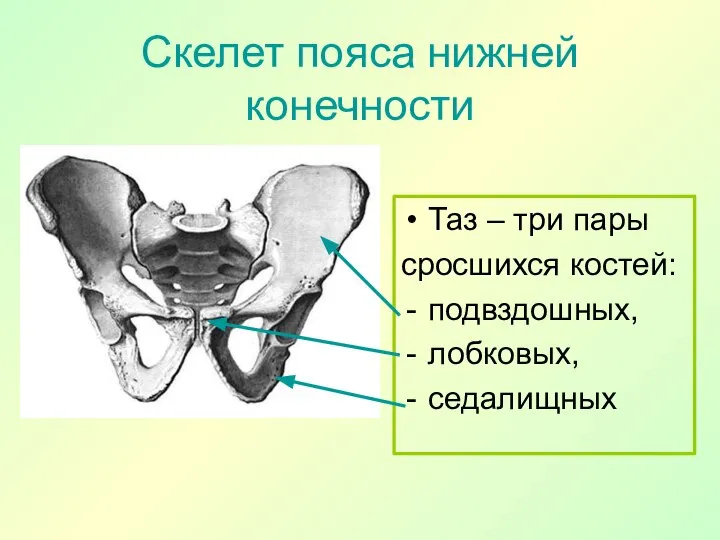 Скелет пояса нижней конечности Таз – три пары сросшихся костей: подвздошных, лобковых, седалищных