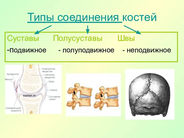 Типы соединения костей Суставы Полусуставы Швы -подвижное - полуподвижное - неподвижное