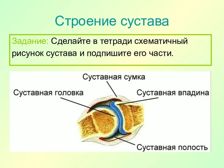 Строение сустава Задание: Сделайте в тетради схематичный рисунок сустава и подпишите его части.