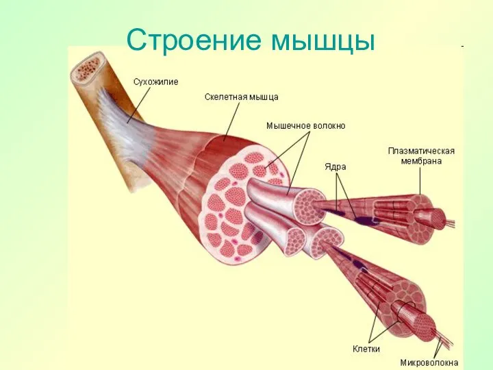 Строение мышцы