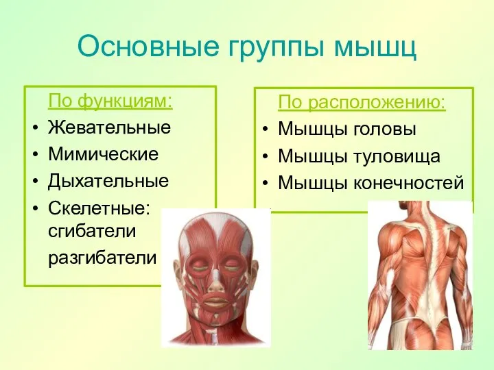 Основные группы мышц По функциям: Жевательные Мимические Дыхательные Скелетные: сгибатели разгибатели