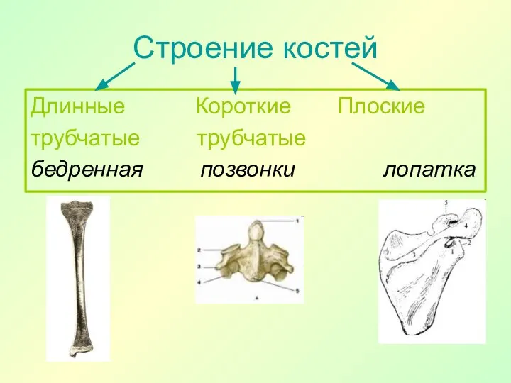 Строение костей Длинные Короткие Плоские трубчатые трубчатые бедренная позвонки лопатка