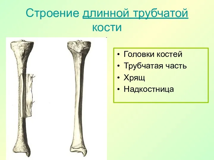 Строение длинной трубчатой кости Головки костей Трубчатая часть Хрящ Надкостница