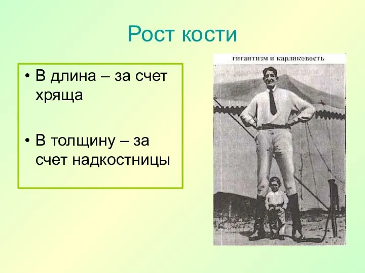 Рост кости В длина – за счет хряща В толщину – за счет надкостницы