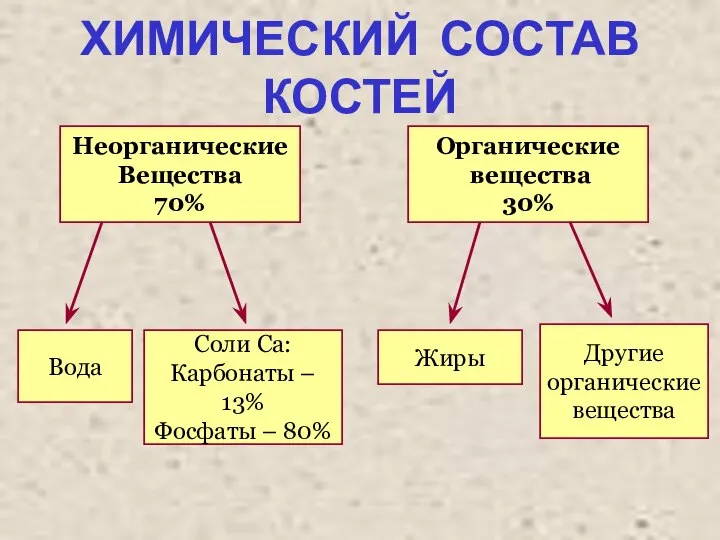 ХИМИЧЕСКИЙ СОСТАВ КОСТЕЙ Неорганические Вещества 70% Органические вещества 30% Жиры Вода