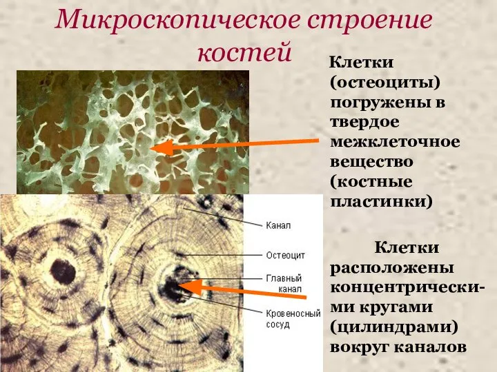 Микроскопическое строение костей Клетки (остеоциты) погружены в твердое межклеточное вещество (костные