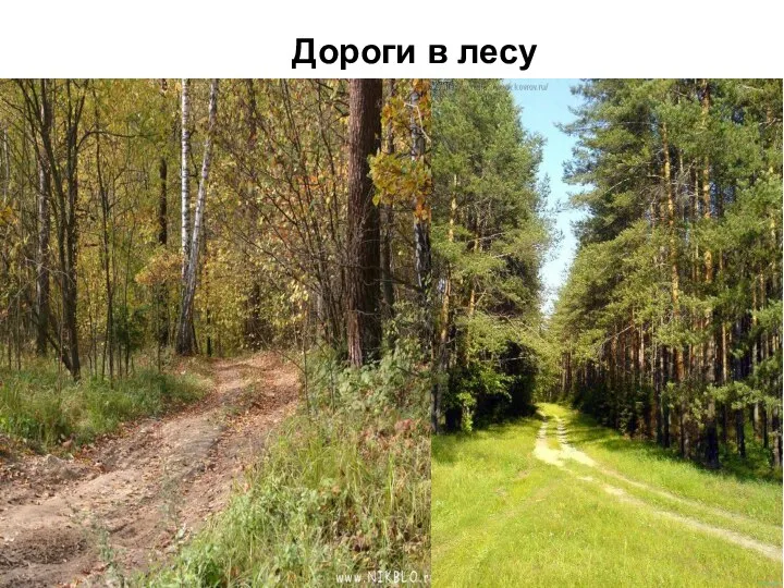 Дороги в лесу