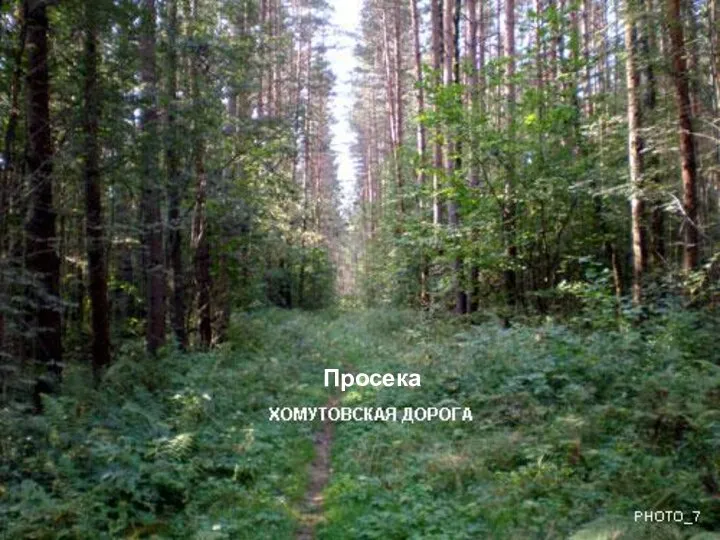 Просека