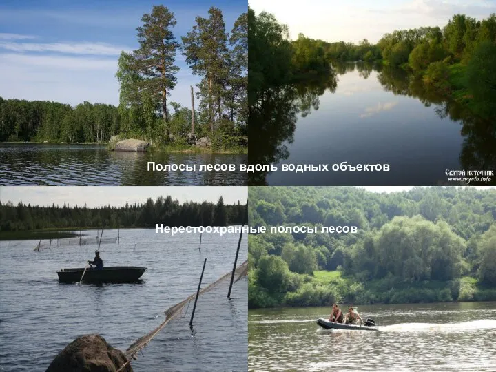 Полосы лесов вдоль водных объектов Нерестоохранные полосы лесов