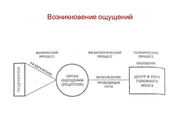 Возникновение ощущений