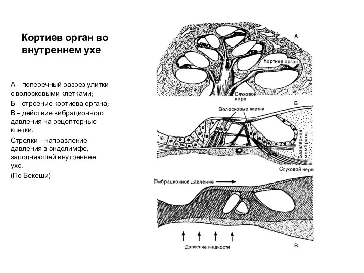 Кортиев орган во внутреннем ухе А – поперечный разрез улитки с