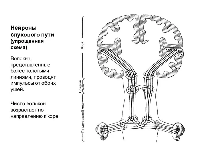 Нейроны слухового пути (упрощенная схема) Волокна, представленные более толстыми линиями, проводят