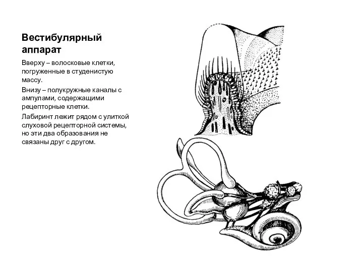 Вестибулярный аппарат Вверху – волосковые клетки, погруженные в студенистую массу. Внизу