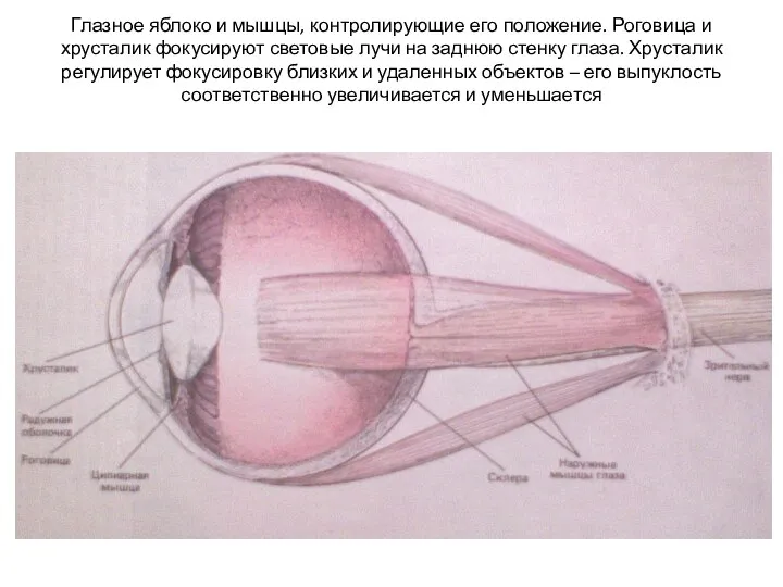 Глазное яблоко и мышцы, контролирующие его положение. Роговица и хрусталик фокусируют