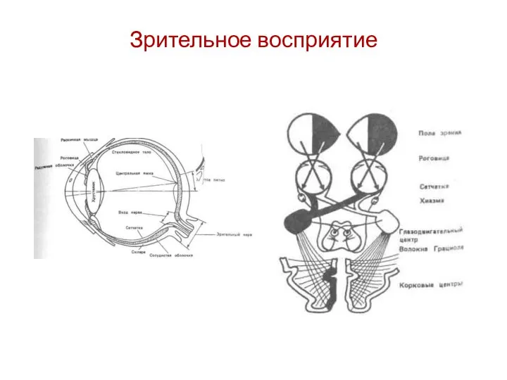 Зрительное восприятие