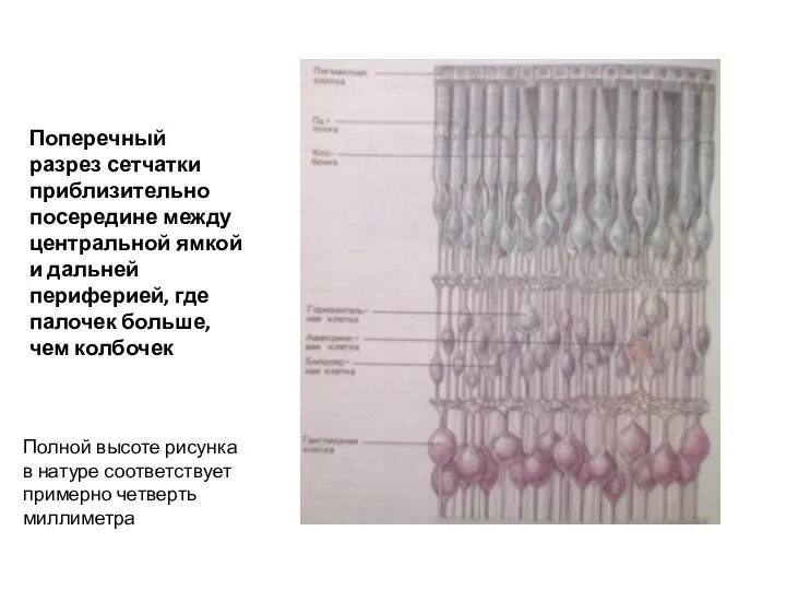 Поперечный разрез сетчатки приблизительно посередине между центральной ямкой и дальней периферией,