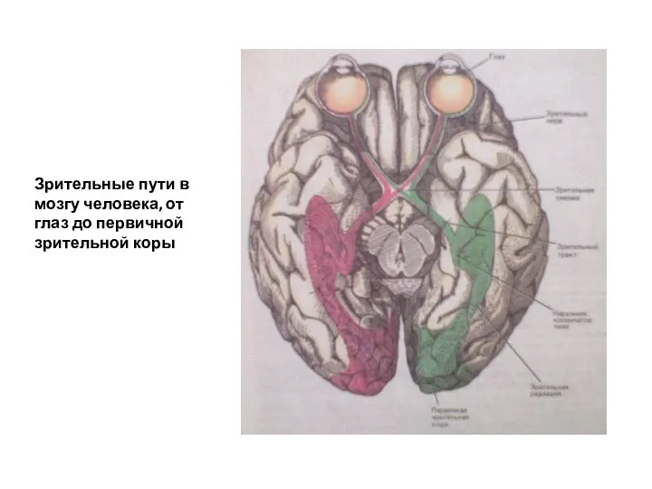 Зрительные пути в мозгу человека, от глаз до первичной зрительной коры