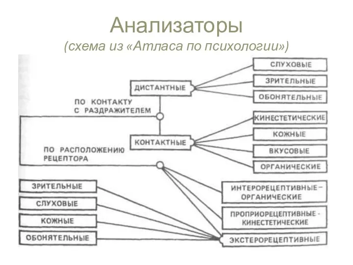 Анализаторы (схема из «Атласа по психологии»)