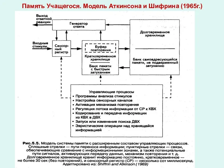 Память Учащегося. Модель Аткинсона и Шифрина (1965г.)