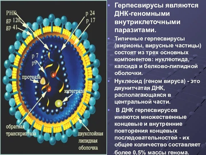 Герпесвирусы являются ДНК-геномными внутриклеточными паразитами. Типичные герпесвирусы (вирионы, вирусные частицы) состоят