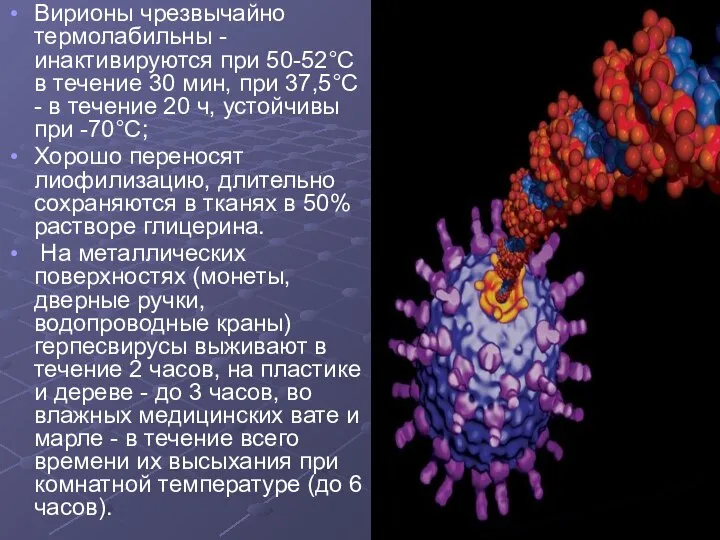 Вирионы чрезвычайно термолабильны - инактивируются при 50-52°С в течение 30 мин,