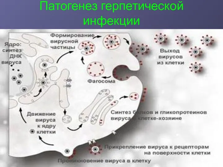 Патогенез герпетической инфекции