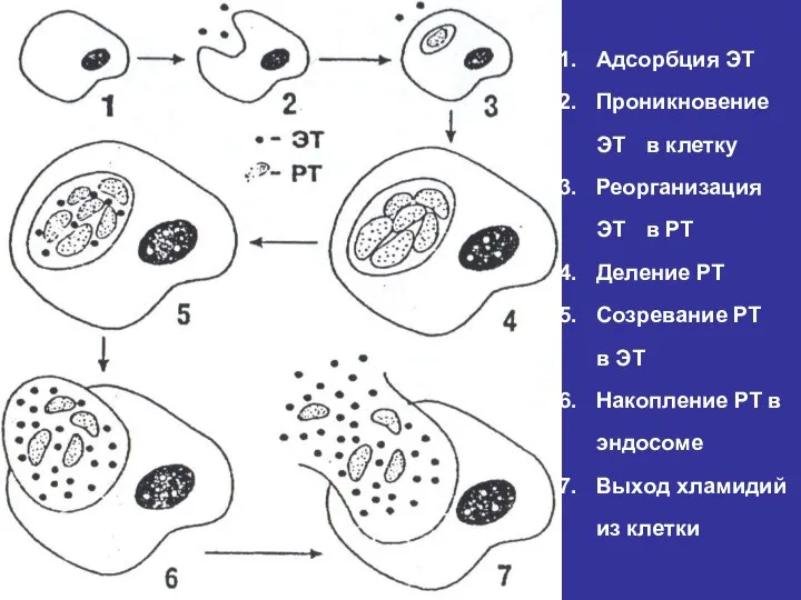 Адсорбция ЭТ Проникновение ЭТ в клетку Реорганизация ЭТ в РТ Деление