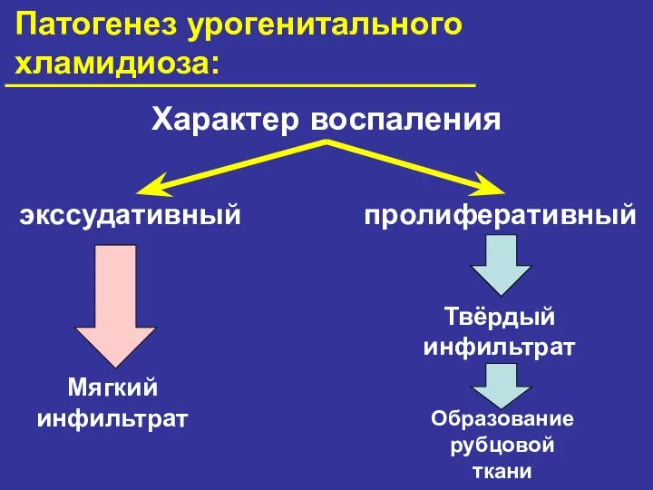 Патогенез урогенитального хламидиоза: Характер воспаления экссудативный пролиферативный Мягкий инфильтрат Твёрдый инфильтрат Образование рубцовой ткани