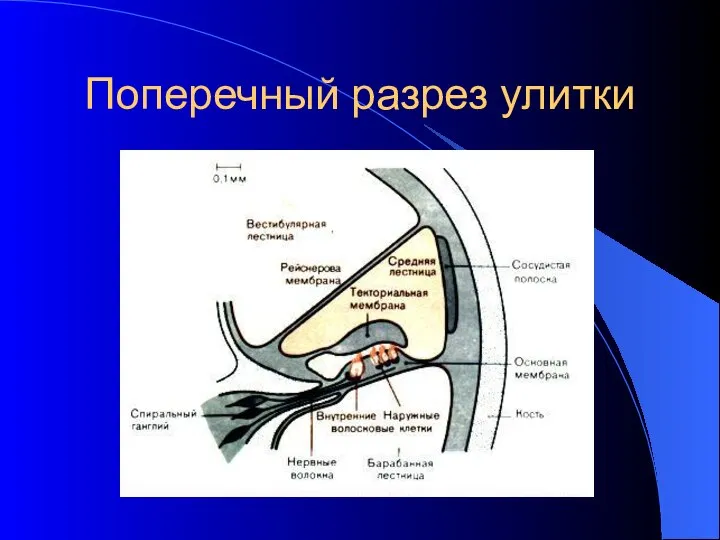 Поперечный разрез улитки