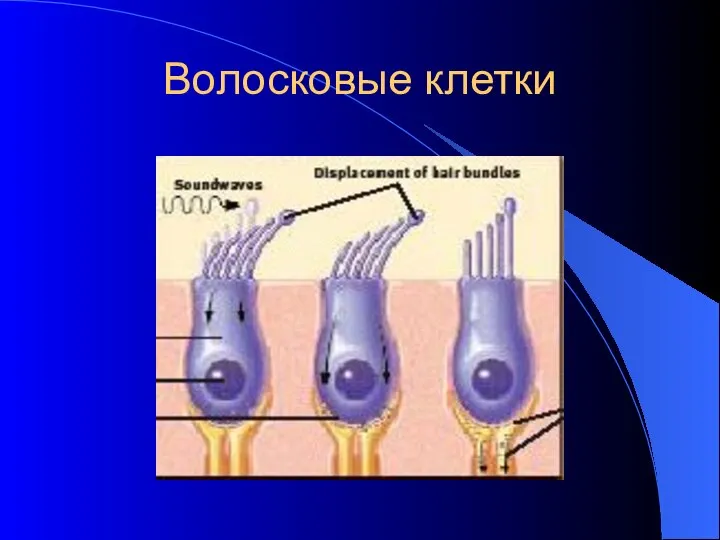 Волосковые клетки