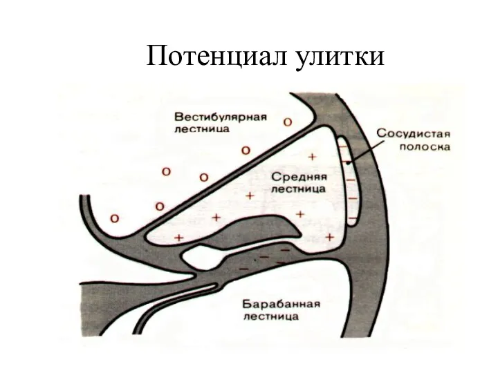 Потенциал улитки