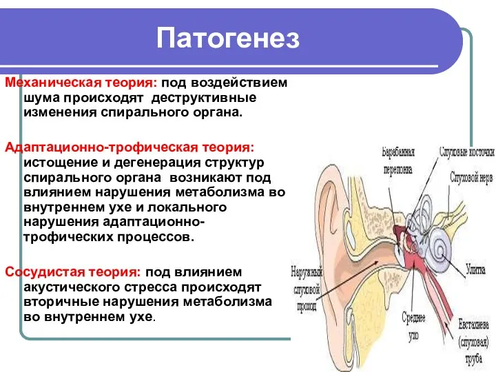 Патогенез Механическая теория: под воздействием шума происходят деструктивные изменения спирального органа.