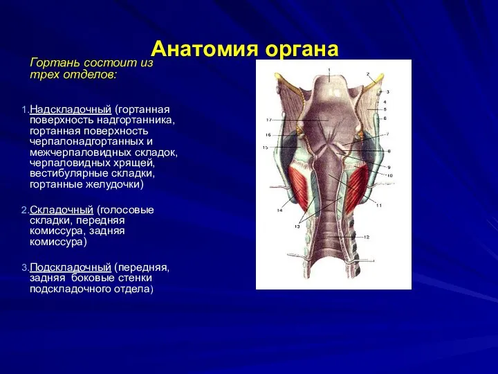 Анатомия органа Гортань состоит из трех отделов: Надскладочный (гортанная поверхность надгортанника,